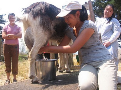 laptele de capra mai bun decat laptele de vaca