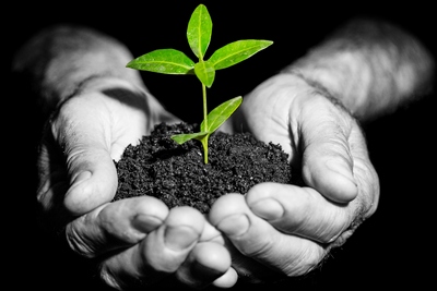 6 plante calmante miraculoase
