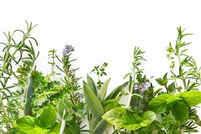 7 plante medicinale care trebuie folosite cât mai des