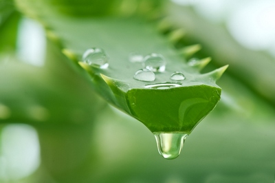 Aloe vera planta minune