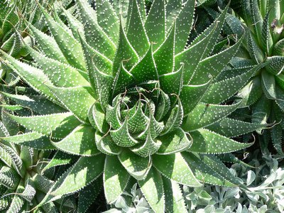 Aloe aloe vera