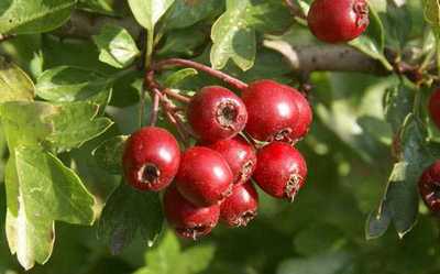 Antioxidantii naturali merisoarele