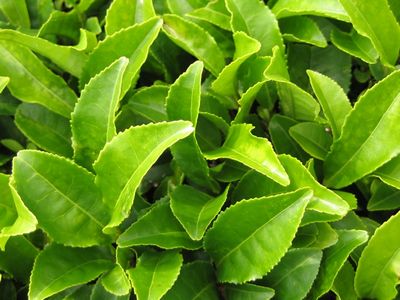 Ceai verde 2