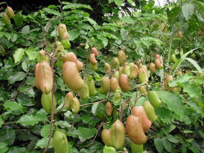 Griffonia planta ideala impotriva depresiei
