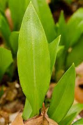 leurda
