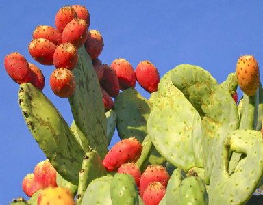 fructe de cactus