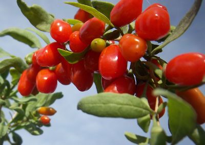 flori de goji fructe de goji