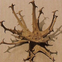 gheara diavolului