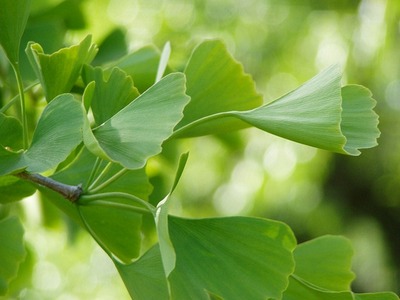 ginkgo biloba arborele vietii