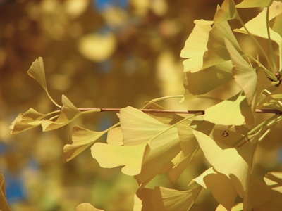 ginkgo biloba