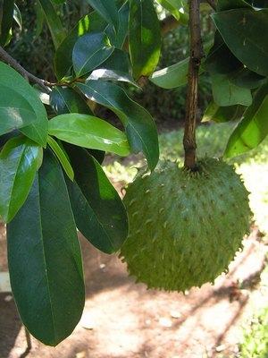 graviola fructul minune