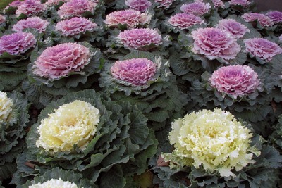 kale varza care face minuni