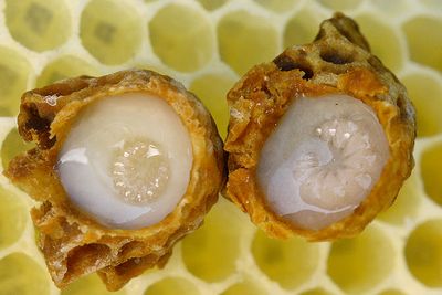 laptisorul de matca