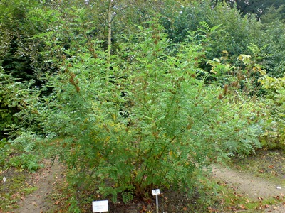 lemnul dulce