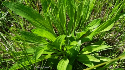 patlagina o planta miraculoasa