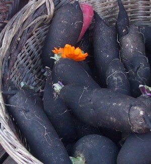 ridichea neagra o radacina care vindeca