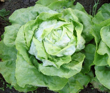 salata verde