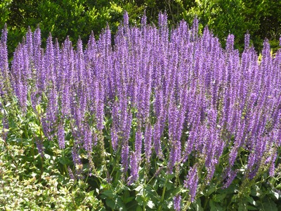 salvia