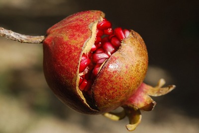 un fruct miraculos rodia