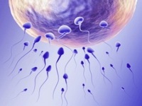 Anatomia-si-fiziologia-sexualitatii.jpg