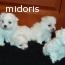vand bichon maltese