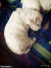 vand bichon