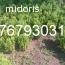 vand buxus