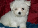 vand caine bichon