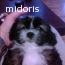vand catel shih/tzu, femela