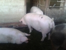 vand porci