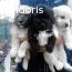 vand pui bichon
