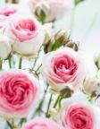 Avatarul lui pink_lady